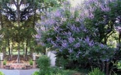Shoal Creek Chaste Tree (Vitex) - 1 Gallon Pot 13 Shoal Creek Chaste Tree (Vitex) - 1 Gallon Pot -Flowers World Shop vitex agnus castus shoal creek chaste tree 53