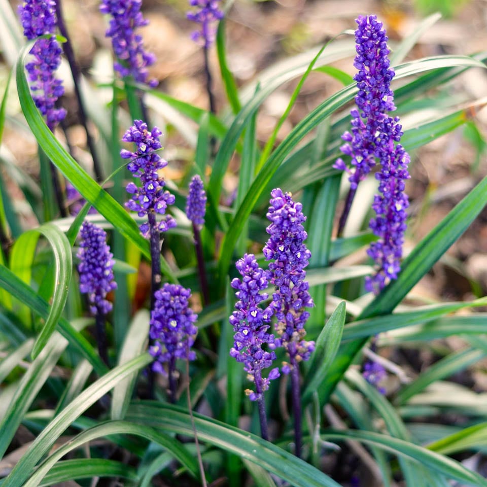 Flowers World Shop 40 Flowers World Shop -Flowers World Shop Liriope muscari Royal Purple 1