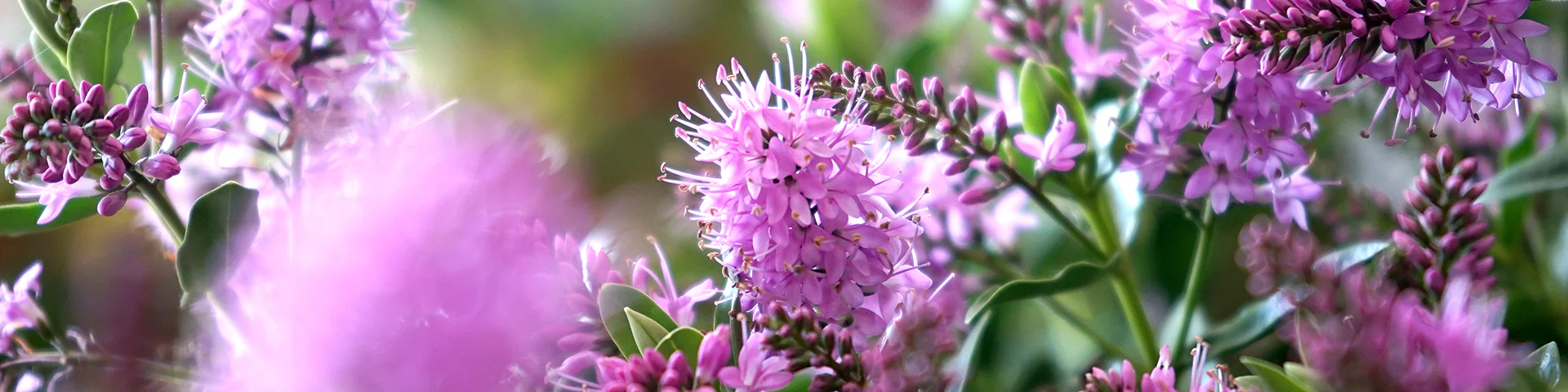 Flowers World Shop -Flowers World Shop SHRUBS AND CLIMBERS DESKTOP