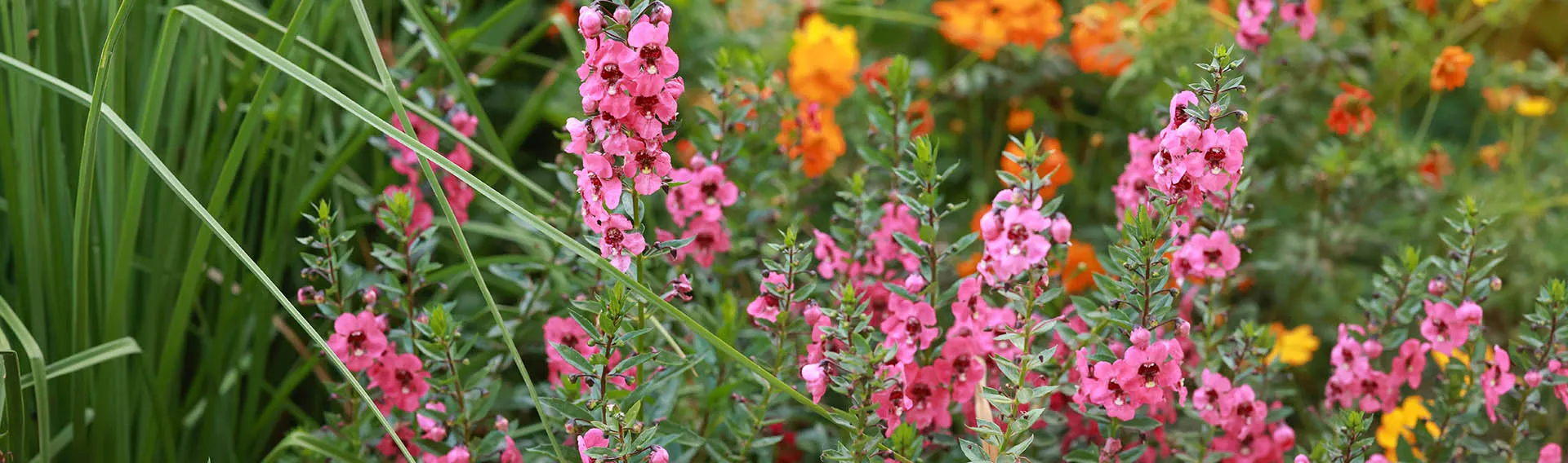 Flowers World Shop -Flowers World Shop hcg cat banner unique plants desktop