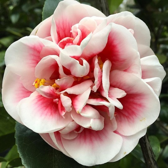 Flowers World Shop 3 Flowers World Shop -Flowers World Shop